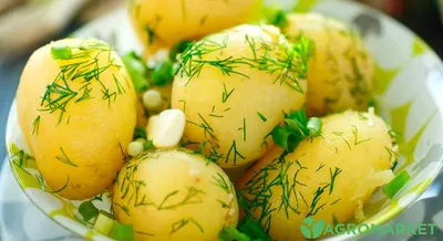 Сорта картофеля с фото и описанием фотографии