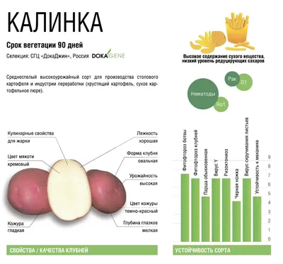 Семенной картофель, предлагаемый ООО \"Алчак\" в 2023 - 2024 годах