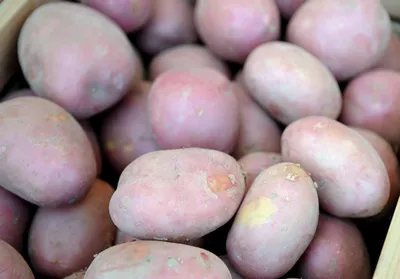 Картофель Раноми Potato Ranomi - купить семенной картофель с доставкой по  Украине в магазине Добродар