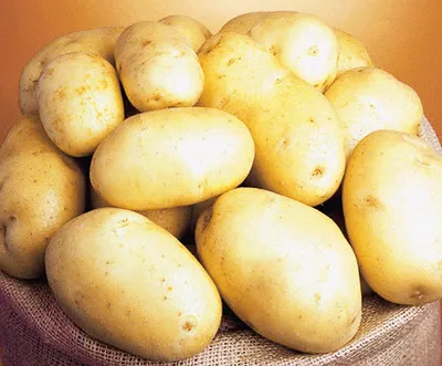 Картофель — Руф-2