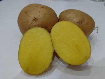 Сорта картофеля с желтой мякотью фото фотографии