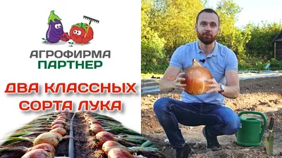 Семена лука репчатого Радар F1 купить в Ростове-на-Дону
