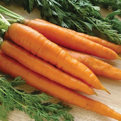 Сорта моркови с фото фотографии