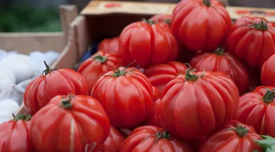15 лучших сортов томатов для открытого грунта | ivd.ru