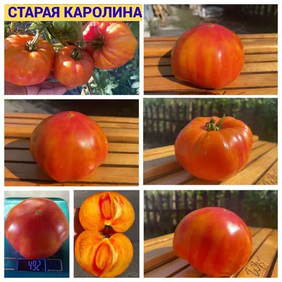 Низкорослые сорта томатов • Томаты от Беляева