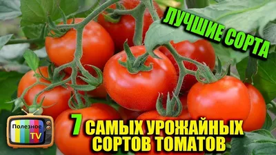 Сорта помидоров фото фотографии