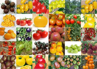 Записала все самые вкусные сорта помидоров этого года. Спасибо читателям за  отзывы и фотографии! | Рассада для сада. | Дзен