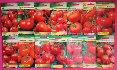 Сорта томатов белорусской селекции – пополнение в моей коллекции |  probotsad | Дзен