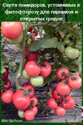 Выбор сорта томатов