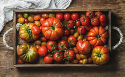 сорта помидоров устойчивых к фитофторозу | Выращивание помидоров, Помидоры,  Растения