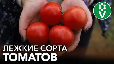 Владимирским садоводам рассказали, какие сорта помидоров не требуют много  ухода - Новости Владимира :: ГТРК Владимир