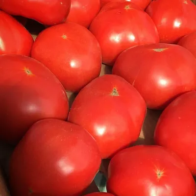 Томат Синий бархат • Редкие, коллекционные, сорта томатов, от селекционеров