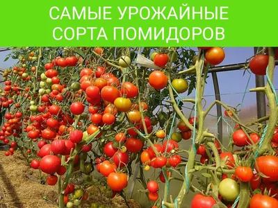 Самый урожайный сорт томата