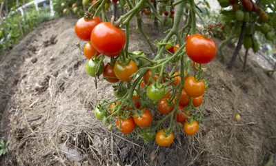 Эти сорта помидоров можно вырастить прямо на окне