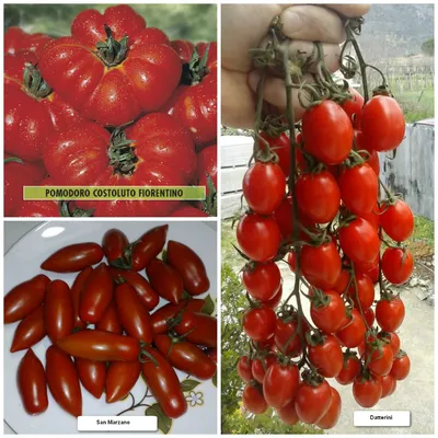 Новые, стойкие к болезням сорта помидоров снижают риск инсульта