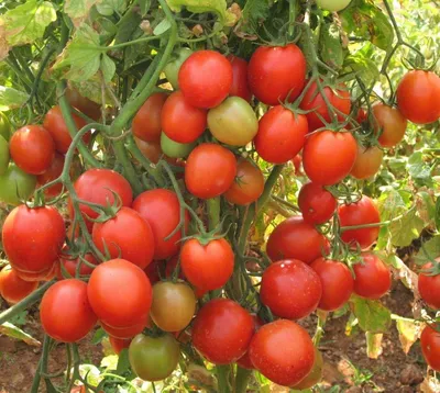 Выбираем самые урожайные сорта помидор для различного употребления