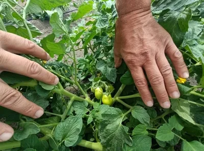 Подборка 12 очень вкусных и урожайных помидоров – сорта и гибриды