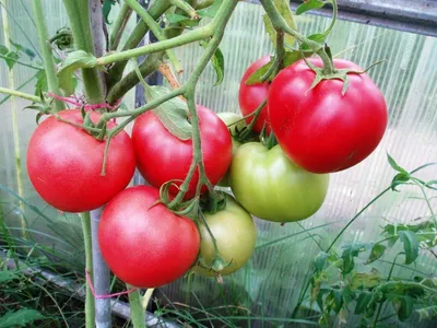 Редкие сорта томатов из Турции | Дачная Коллекция