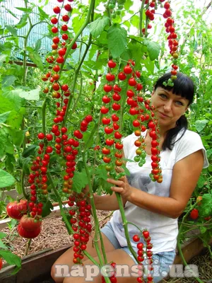 Коллекция семян «Низкорослые томаты» | ОГОРОД.сайт