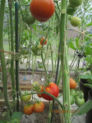 Специалист назвала устойчивые к болезням сорта томатов