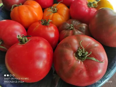 Самые необычные сорта томатов, которые можно вырастить в Средней полосе