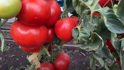 В Италии вывели новые сорта томатов повышенной привлекательности | ИА  Красная Весна