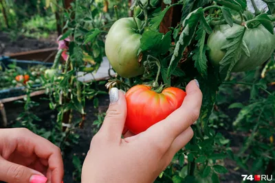 Лучшие сорта томатов для открытого грунта - Рейтинг 2020 года | Агро Сіті