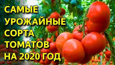 Редкие сорта помидоров - tomat-pomidor.com