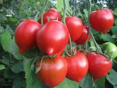 Самые урожайные сорта томатов на 2024 год — дачники уже сейчас сметают с  полок