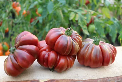 Какие сорта помидор подойдут для консервации идеально - 3 лучших сорта  томатов для банки | Ogurki.com