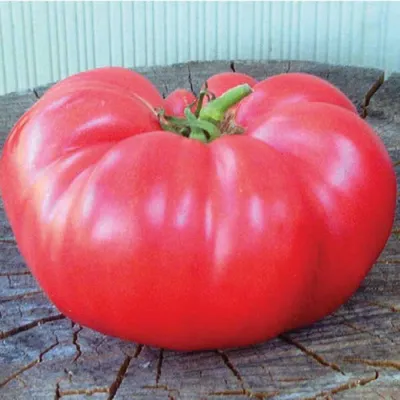 Очень урожайный сорта помидор- обзор! Розовый гигант - любимчик помидорчик  - YouTube