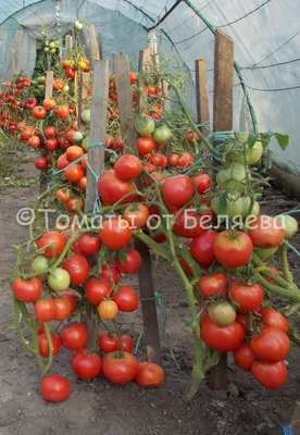 Семена томатов (помидор) Розовый Гигант купить в Украине | Веснодар