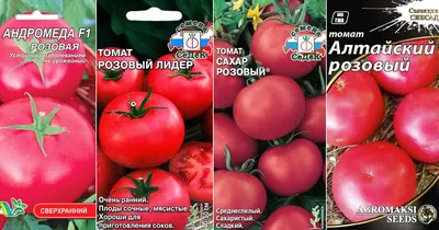 Лучшие сорта розовых помидор для средней полосы России и Подмосковья |  Огородомания: сад, огород, дача | Дзен
