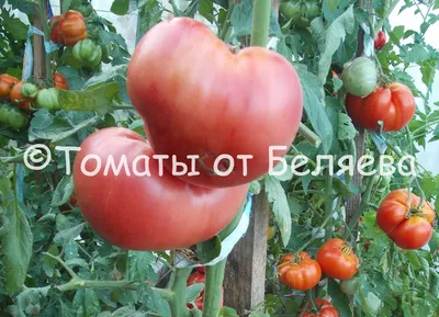 10 лучших сортов розовых томатов | Flora-Info.com