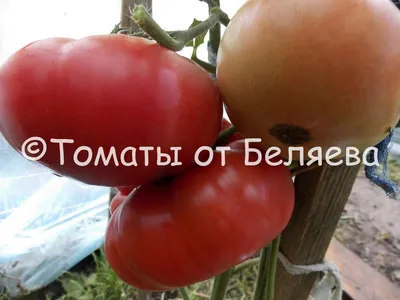 Топ-18 самых крупных сортов томатов от читателей Огород.ru | Личный опыт  (Огород.ru)