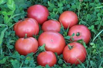 Семена томатов Розовая крупная ( сызранский сорт) - Сортовые семена  Mr.Pomidor