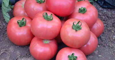 Что нужно знать при выращивании розовых томатов | На грядке (Огород.ru)