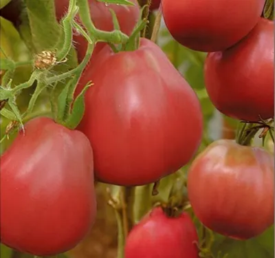 Помидор Микадо розовый: описание сорта. Отличный ранний урожай розовых  томатов | Огородные шпаргалки | Дзен