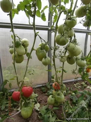 Редкие и экзотические коллекционные томаты | Дачная Коллекция