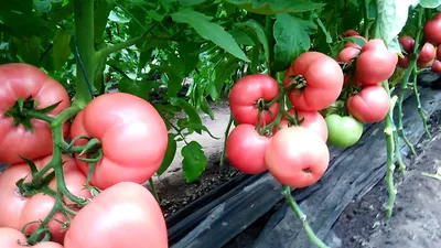 Розовые томаты: все об урожайности сортов, особенности посадки и ухода