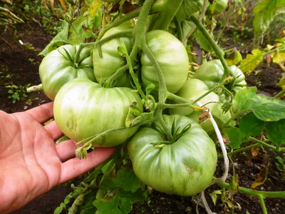 Семена ekzotomat.ru - Томат \"Красномордина\" - «Шикарный, плодовитый сорт  мясистых розовых томатов. Идеален для заготовок на зиму ❤️» | отзывы