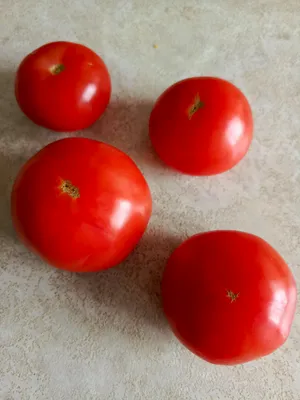 Сорта помидоров для открытого грунта: томаты для открытого грунта -  Agro-Market24