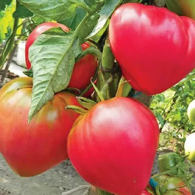 Семена томатов (помидор) Абаканский розовый купить в Украине | Веснодар