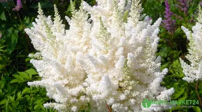 ТОП-7 белых цветов: названия, фото – Agro-Market24