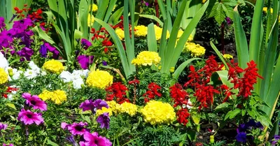 Клумба на солнцепеке: какие цветы смогут расти на сухом и солнечном участке  | Дизайн участка (Огород.ru)