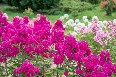 5 самых неприхотливых многолетних цветов, которые украшают мой сад в июле.  Названия, описания, фото — Ботаничка