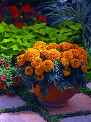 Цветы-защитники сада и огорода от вредителей – полезная красота