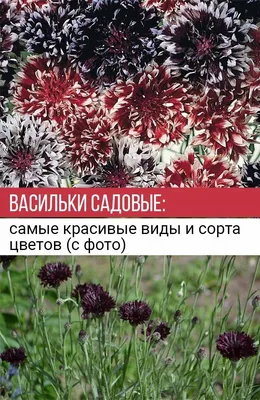 Цветы августа: подборка самых необычных сортов | Вдохновение (Огород.ru)