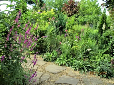 ТОП 10 декоративных кустарников для безупречного сада: сорта и описания! |  Цветы
