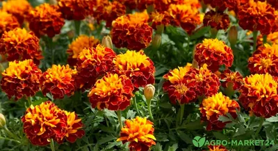 Купить саженцы многолетних цветов недорого интернет-магазин ЗаказВсад.ру